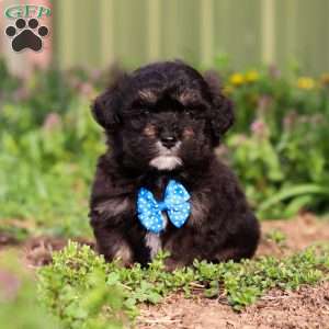 Trevor, Mini Aussiedoodle Puppy